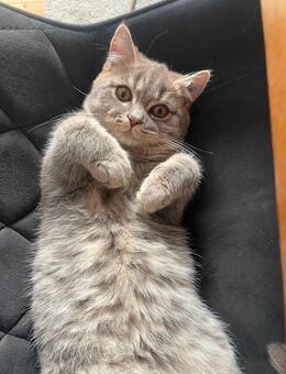 Bkh Kater Katze kitten getigert tabby Kuschelkatze - Düsseldorf