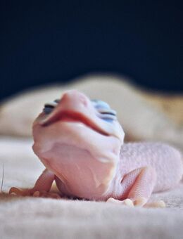 Leopardgecko Weibchen super snow raptor - Berlin