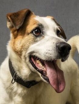 COUDY, freundlich lieb und verträglich - Gefrees