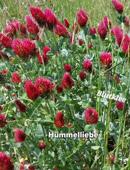 Samen Inkarnatklee Blutklee, Bienenweide, viele weitere Sorten - Norderstedt