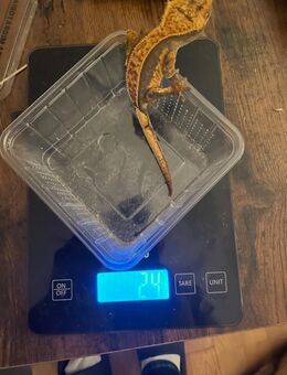 🦎 Kronengeckos abzugeben – 3 adulte Tiere + 3 Jungtiere - Steinfurt Zentrum