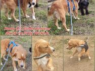 Golden Retriever Mixrüde sucht ... - Vacha