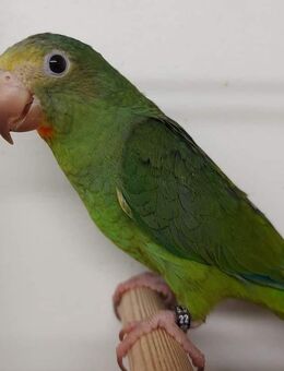 Blauflügelsittiche Brotogeris cyanoptera - Groß Miltzow