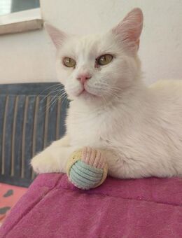 VALENTINA, w., kastr., EHK, weiß - Sipplingen