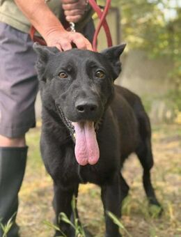 Leenie liebe Hündin sucht ein Zuhause - Berlin