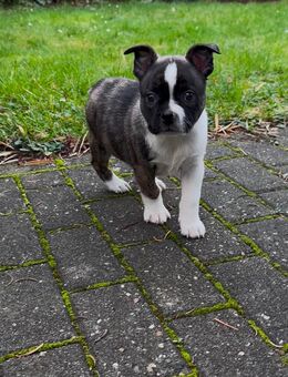 Boston Terrier Rüde - Sundern (Sauerland)