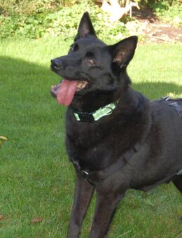 Emilio - Mischling - 9 Jahre - Tierhilfe Franken e.V. - Lauf (Pegnitz) Zentrum