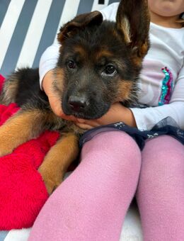 Schäferhundwelpen suchen neuen Wirkungskreis - Detmold
