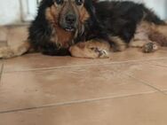 🆘Sanfter Luca in Not🆘 - Eislingen (Fils)