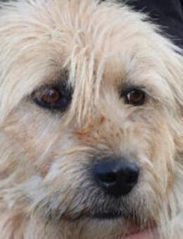 Bamboo - zutraulich u. kinderlieb - Lohra