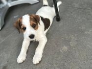 Parson Russel Terrier Welpen - Tegernheim