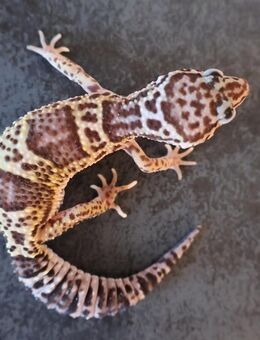 Leopardgeckos 2025 Weibchen Männchen - Berlin