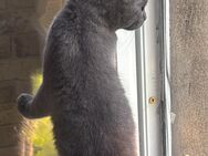 Junger kater - Herne Eickel
