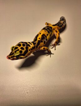 Leopardgecko zuverkaufen - Gera