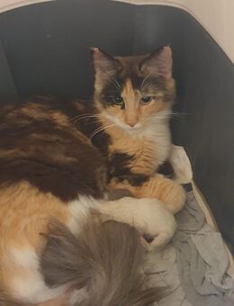 Süße Mischling Katze abzugeben ! - Duisburg