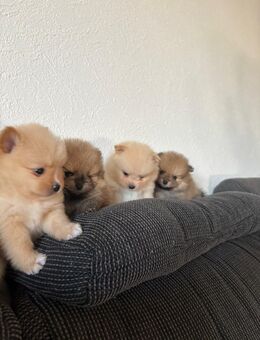 Süße Pomeranian Welpen - 3 Rüden - Uelzen Zentrum