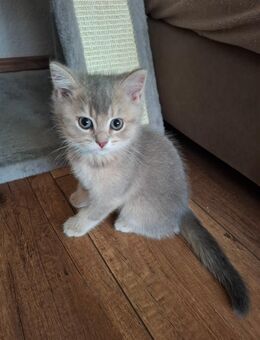 Britisch Kurzhaar Kitten - Muldestausee