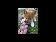 Reinrassige shiba inu welpen - Hürtgenwald