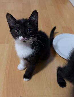Kittens - Augsburg