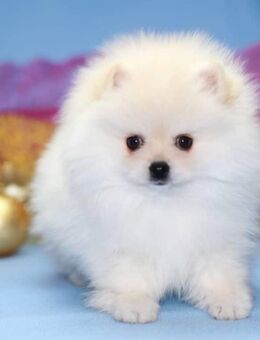 Drei flauschige Herzen suchen ein liebevolles Zuhause: Leo, Luna und Finn! - Köln