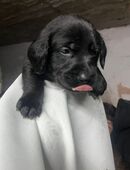 Wunderschöne Hundewelpen ab dem 05.01.2025 abzugeben – Labrador-Pointer-Mix x reinrassiger Border Collie in 01906