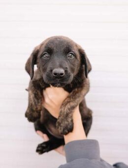 Welpe Azula - Ellerbek