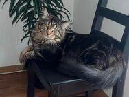 Reinrassiger Maine Coon Deckkater - Aschaffenburg