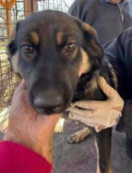 Sanna - Pflegestelle oder Zuhause gesuch - Oberwies