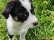 aufgeweckter Welpenjunge ELVIS - Kallmünz