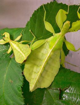10 Phasmiden / Wandelnde Blätter abzugeben - Berlin