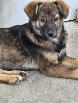 Kl.Handicap- BONNIE sucht Zuhause - Neuberg