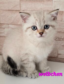 BKH Kitten Kätzchen Babykatze Weibchen - Lemgo