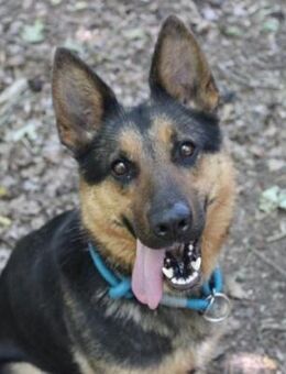 Lara, brave Familienhündin - Neuhausen (Spree)
