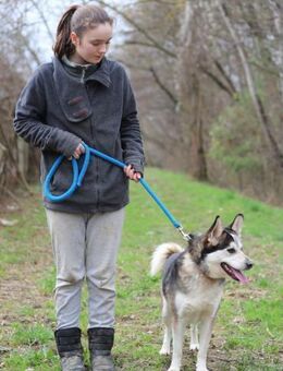 BODRO - wenn, dann richtig Familienhund - Overath