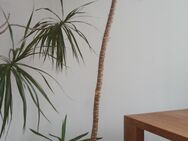 Yucca Palme gebraucht - ca. 220cm hoch - inkl. Topf - München