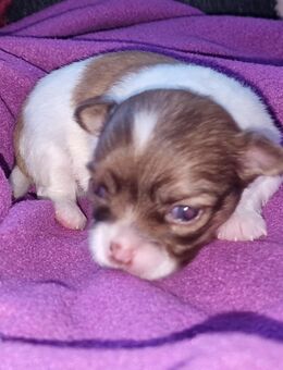 2 süße Chihuahuawelpen suchen ein neues zu Hause - Hude (Oldb)