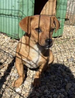 Welpenjunge Caramelo sucht sein Zuhause - Beltheim