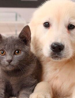 Spende für Tierheim/ Tierschutz/ Tiertafel - Regensburg