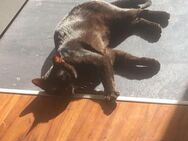 Loki sucht sein Für-immer-Zuhause - Margetshöchheim