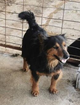 Aristo sucht ein liebevolles Zuhause - Blankenheim (Nordrhein-Westfalen)