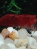 Sakura Garnelen in 97618