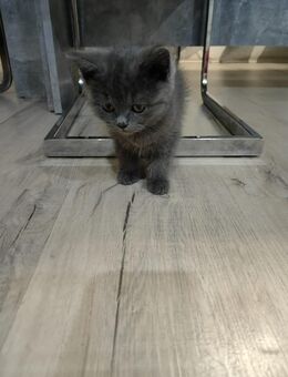 🐱 Britisch Kurzhaar Kitten – Traumhafte Farben! 🐱 - Reichshof