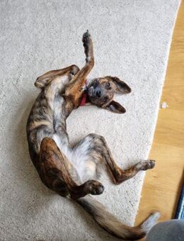 Yara sucht geduldiges Zuhause - Ellerbek