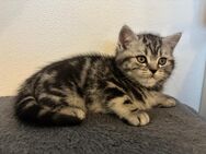 Reinrassige Britisch Kurzhaar Tabby Kitten - Triftern