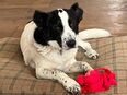 Frodo sucht ihr Happy End ! in 86701