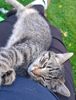 Liebevoller verschmuster Kater - Eichen