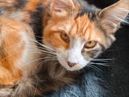 Schmusige Maine Coon Jungkatze - Bobingen
