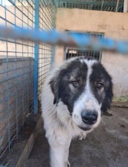 Rocky - freundlicher Riese - Dreikirchen