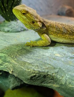 Lieber Bartagame sucht neuen Heichmengeber - Viersen