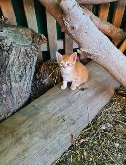 Kätzchen kitten katzenbabys - Löbnitz (Sachsen)